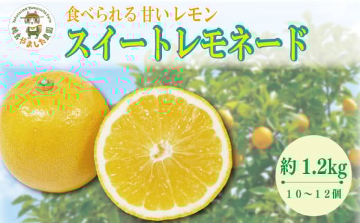 【2025年10月順次発送】 スイートレモネード 1.2kg (10〜12個)  レモン れもん 檸檬 柑橘 フルーツ 果物 完熟 国産 ノーワックス 農家直送 新鮮 果汁 レモンサワー お酒 ハイボール レモネード ジ