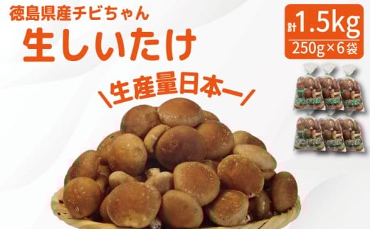 しいたけ 生 1.5kg 250g×6袋 | きのこ キノコ 生しいたけ 生椎茸 生シイタケ 菌床しいたけ 菌床椎茸 菌床シイタケ 茸 shiitake 徳島 小松島徳島県小松島市8500野菜・きのこきのこ