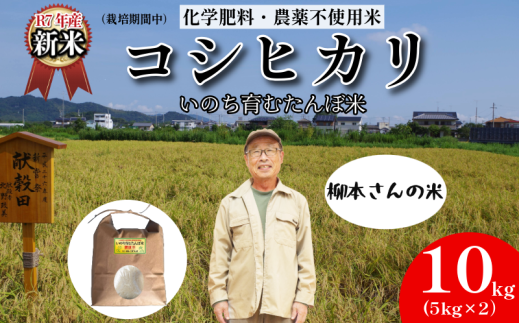 【令和7年産新米】米 コシヒカリ 10kg 天皇献上米 (栽培期間中)化学肥料・農薬不使用米 白米 精米 こめ  ご飯 備蓄米 ごはん 新米  環境 に優しい 小松島市 上王子特質米 10kg徳島県小松島市34