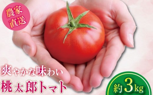 【2025年12月発送】 トマト 約3kg 桃太郎 先行予約  甘い 野菜 やさい 国産 産地直送 数量限定 旬 桃太郎トマト 生野菜 新鮮 ソース 調味料 ケチャップ サラダ 美容 新鮮 健康 お取り寄せ グルメ