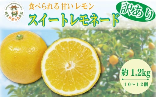 y2025N10z 󂠂 XC[gl[h 1.2kg (10`12)    EG k t[c ʕ n Y m[bNX _ƒ VN ʏ` T[  nC{[ l