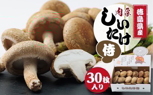 Yۏő@@30y1302531zs11000؁Ê̂