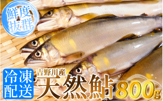 鮎 天然 あゆ 800g 吉野川産 吉野川 清流 釣り鮎 釣り アユ 魚 魚介 川魚 塩焼き アウトドア バーベキュー BBQ キャンプ 国産 酒 ビール おつまみ 弁当 惣菜 おかず 冷凍 徳島県 三好市 みよし miy