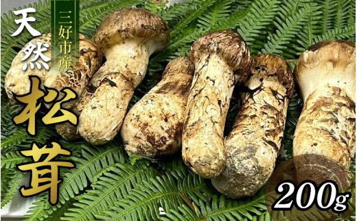 松茸 200g 2〜5本 天然 希少 まつたけ マツタケ 国産 きのこ キノコ 産地直送 数量限定 秋 旬 高級 焼肉 焼き肉 野菜 きのこ ご飯 土瓶蒸し 先行予約 人気 オススメ お取り寄せ グルメ 目利き 特
