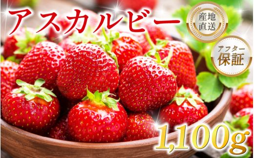 いちご 1.1kg 先行予約 アスカルビー 究極のいちご 甘酸っぱい 甘い 香り 苺 イチゴ 果物 フルーツ ストロベリー ジャム スムージー 期間限定 洋菓子 家族 子ども フルーツサンド フルーツ大
