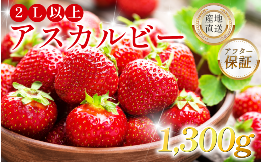 いちご 1.3kg 先行予約 アスカルビー 2L以上 究極のいちご 甘酸っぱい 甘い 香り 苺 イチゴ 果物 フルーツ ストロベリー ジャム スムージー 期間限定 洋菓子 家族 子ども フルーツサンド フル