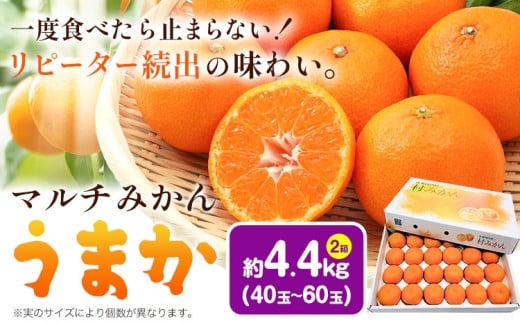丹精込めて育てました!マルチみかん「うまか」 2箱 4.4kg 《11月中旬-12月末頃に出荷予定(土日祝除く)》 広畠農園 【配送不可地域あり】(離島) みかん ミカン 蜜柑 早生 柑橘 佐那河内 徳島県
