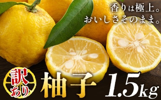 ゆず 訳あり 柚子 約1.5kg 《11月中旬-12月中旬頃発送》徳島県 佐那河内村 ゆず 柑橘 フルーツ 旬【配送不可地域あり】※離島徳島県佐那河内村5500果物・フルーツみかん・柑橘類