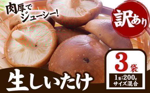 『訳あり』生しいたけ 200g×3袋(サイズ混合) 【配送不可地域あり】※離島 一般財団法人さなごうち 《30日以内に出荷予定(土日祝除く)》│ しいたけ 椎茸 シイタケ 生 大ぶり 食べ応え 厚い