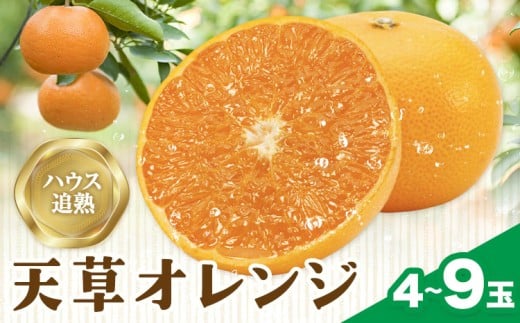 ハウス追熟 天草オレンジ 4玉〜9玉入 廣畠農園《1月中旬頃出荷予定》徳島県 佐那河内村 みかん ミカン 蜜柑 柑橘 フルーツ 果物 くだもの【配送不可地域あり】※離島徳島県佐那河内村13000