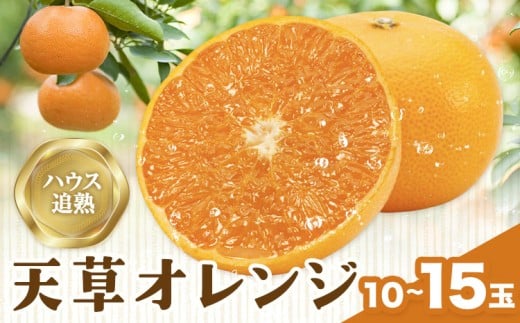 ハウス追熟 天草オレンジ 10玉〜15玉入 廣畠農園《1月中旬頃出荷予定》徳島県 佐那河内村 みかん ミカン 蜜柑 柑橘 フルーツ 果物 くだもの【配送不可地域あり】※離島徳島県佐那河内村20000