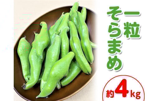 <先行予約!2026年5月上旬以降順次発送予定>一粒そらまめ (約4kg)  【man102】【Aglio nero】香川県まんのう町12000野菜・きのこ豆類