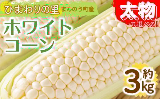 <先行予約!2026年6月上旬以降順次発送予定><太物も選べる>ホワイトコーン(約3kg/太物 2Lサイズ以上) 【man110・man111】【Aglio nero】香川県まんのう町11000野菜・きのことうもろこし
