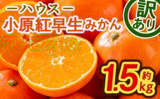 <先行予約!2026年6月下旬以降順次発送予定> <訳あり>ハウス小原紅早生みかん (約1.5kg)【man181】【Aglio nero】香川県まんのう町13000果物・フルーツみかん・柑橘類