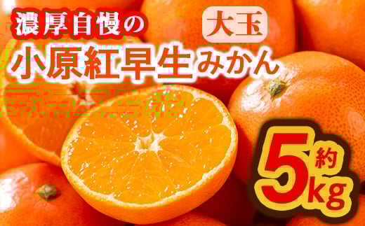 <先行予約!2025年11月下旬以降順次発送予定>香川県産 小原紅早生みかん(約5kg/大玉) 【man359】【Aglio nero】香川県まんのう町15000果物・フルーツみかん・柑橘類