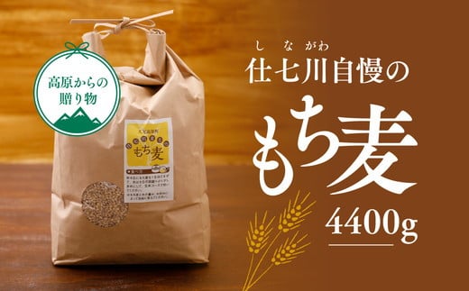 【仕七川育ちのもち麦 4,400g】清流と綺麗な土が育て、イナキ干しで仕上げた美味しいもち麦 ※着日指定不可◇愛媛県久万高原町22000米・パン玄米・雑穀米・もち米・餅
