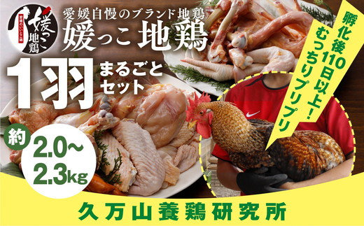 久万高原町産!愛媛ブランド地鶏「媛っこ地鶏」 1羽まるごと!平飼い | モモ ムネ ササミ 内臓 手羽元 手羽先 もも むね 胸 ささみ 鶏肉 鳥肉 久万山養鶏研究所 ※離島への配送不可愛媛