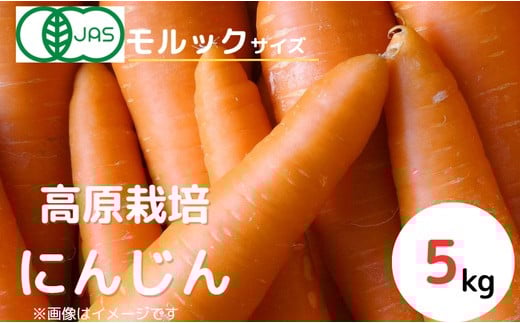 【産地直送】【先行予約】モルックサイズ!? 特大にんじん(紅奏)5kg | 人参 ニンジン ニンジンジュース 有機 JAS 高原野菜 久万高原町 ※離島への配送不可 ※2025年12月上旬〜2026年2月上