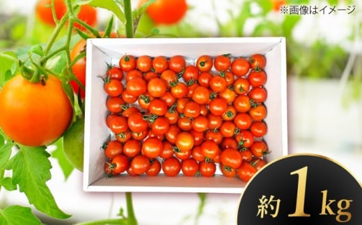 ys\zmms t[cg}g x[ 1kg q2025N12{`r / x g}g Ƃ܂ t[cg}g  yЁ@lz [ATAF071]mms10000؁E