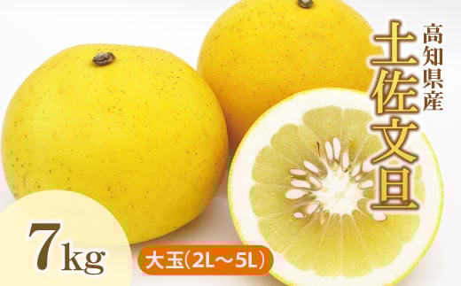 土佐文旦(ぶんたん)(大玉:2L〜5L 混合)約7kg【株式会社とさもん(土佐市)】 家庭用 贈答用 大玉 特大  約10〜15玉 文旦 ぶんたん ブンタン 柑橘 果物 フルーツ お取り寄せ おいしい