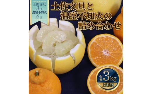 土佐文旦と温室不知火(シラヌイ)の詰め合わせ 約3kg セット 詰め合わせ ぶんたん ブンタン 果物 フルーツ 柑橘 しらぬい みかん ミカン 故郷納税 ふるさとのうぜい 返礼品 高知県 高知高知県