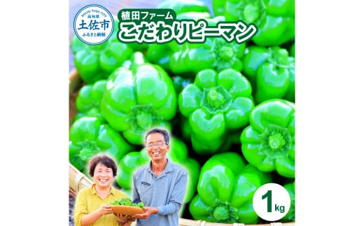 高知県産 植田ファームのこだわりピーマン 1kg ピーマン 甘い 新鮮野菜 サラダ 野菜 おかず 詰め合わせ 絶品 お取り寄せ 美味しい 料理 おうちごはん 新鮮 大容量 消費 国産 日本産高知県土