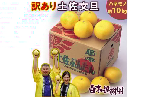 \果樹園直送/<白木果樹園産> 訳あり 土佐文旦約10kg B級品 (約15〜20個入り) 家庭用高知県土佐市20000果物・フルーツみかん・柑橘類
