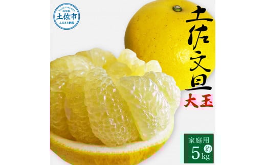 土佐文旦 家庭用 約5キロ(2L〜4Lサイズ混合:8玉〜12玉) 大玉 先行予約 数量限定 文旦 ぶんたん ブンタン 土佐文旦 柑橘 フルーツ 果物 ご当地 お取り寄せ 土佐 高知高知県土佐市10000果物・