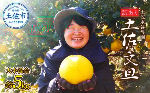本場、高知県土佐市産!土佐水谷農園の露地土佐文旦 家庭用約5キロ 5kg 大小混合(L〜上限なし:8玉前後) 訳あり 文旦 ぶんたん ブンタン 土佐文旦 ご自宅用 柑橘 フルーツ 果物 土佐 高知
