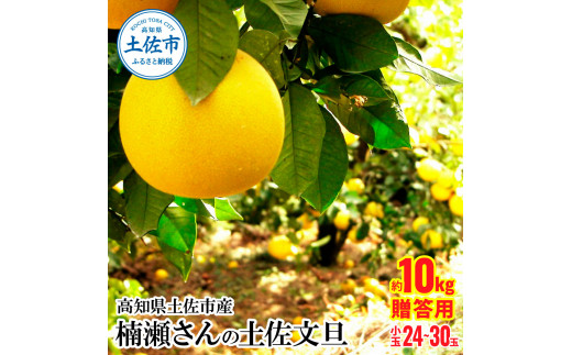 【先行予約】高知県土佐市産 楠瀬さんの土佐文旦 贈答用小玉 約10kg 期間限定 高知 土佐 文旦 ぶんたん ブンタン 柑橘 みかん 果物 10キロ M〜Lサイズ 24〜30玉 フルーツ 旬 ギフト 常温高知県