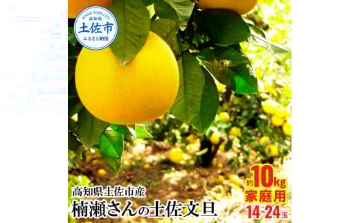 【先行予約】高知県土佐市産 楠瀬さんの土佐文旦 家庭用 約10kg 期間限定 高知 土佐 文旦 ぶんたん ブンタン 柑橘 みかん 果物 10キロ 14〜26玉 フルーツ 旬 不揃い ご自宅用 常温高知県土佐市1
