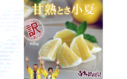 ys\zÏnƂ 5kg 2S~2L Ȃ Ric ʕ t[c k 񂫂 hя   j[T}[IW u₩ Î_ς ʏ` 󂠂 킯  