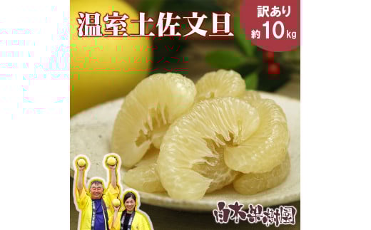 12月発送土佐文旦 温室土佐文旦 2~4L 約10kg 約10キロ(16~20個入り) お得箱 ブンタン ぶんたん 土佐文旦 ハウス文旦 フルーツ 果物 くだもの 柑橘 旬 訳あり わけあり 高知県土佐市産 ご自宅用 ご