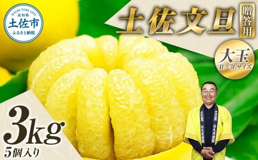 【果樹園直送】土佐文旦 特選品贈答用 約3kg 3L〜4Lサイズ 5個入り 大玉 ぶんたん ブンタン フルーツ 柑橘 みかん 果物 くだもの 柑橘類 デザート おやつ 贈り物 プレゼント 白木果樹園高知県