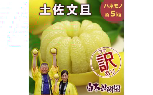 【果樹園直送】土佐文旦 訳ありご家庭用 約5kg L〜4Lサイズ 約7〜13個入り B級品 ぶんたん ブンタン フルーツ 柑橘 みかん 果物 くだもの 柑橘類 デザート おやつ 訳アリ ご自宅用 白木果樹園
