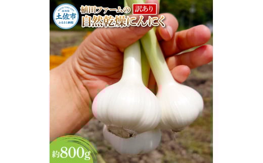 訳あり 植田ファームの自然乾燥にんにく800g 800グラム ニンニク ガーリック お酒 料理 醤油漬け ガーリックオイル ペペロンチーノ パスタ スパゲッティ ワケアリ 家庭用 ご自宅用 常温 冷蔵