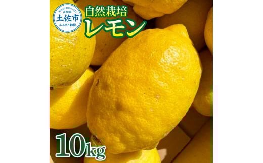 自然栽培レモン10kg 10キロ レモン 檸檬 れもん 自然栽培 無農薬 柑橘類 柑橘 フルーツ 果物 くだもの レモネード 塩レモン はちみつレモン レモンスカッシュ レモンサワー ビタミンC高知県土