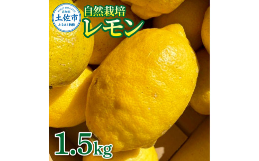 自然栽培レモン1.5kg 1.5キロ レモン 檸檬 れもん 自然栽培 無農薬 柑橘類 フルーツ 果物 くだもの レモネード 塩レモン はちみつレモン レモンスカッシュ レモンサワー ビタミンC高知県土佐