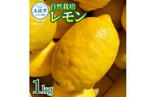 自然栽培レモン1kg 1キロ レモン 檸檬 れもん 自然栽培 無農薬 柑橘類 柑橘 フルーツ 果物 くだもの レモネード 塩レモン はちみつレモン レモンスカッシュ レモンサワー ビタミンC高知県土