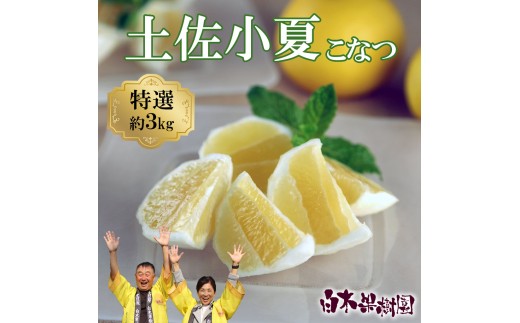 <果樹園直送>土佐小夏 特選品贈答用 約3kg 3キロ こなつ 小夏 日向夏 ニューサマーオレンジ 柑橘 かんきつ 柑橘類 フルーツ 果物 くだもの 果実 デザート おやつ プレゼント ギフト 贈り物