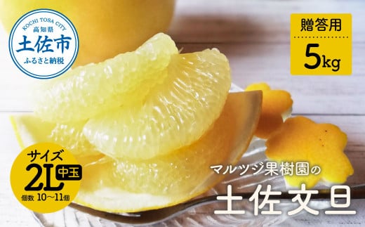 【先行予約】マルツジ果樹園の土佐文旦 贈答用(中玉) 約5kg 5キロ 2Lサイズ 10~11個入り ぶんたん ブンタン フルーツ 柑橘 みかん 果物 くだもの 柑橘類 デザート お取り寄せ 国産高知県土佐市1