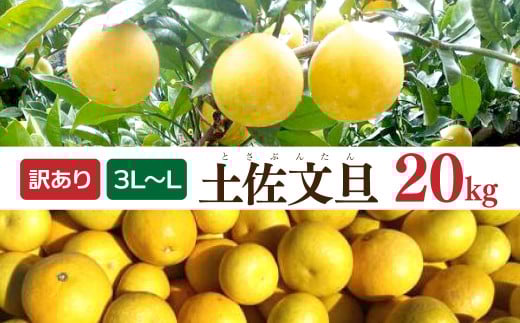 土佐文旦 文旦 訳あり 大玉入り 20kg 20キロ 3L〜L ぶんたん ブンタン フルーツ 柑橘 みかん 果物 くだもの 柑橘類 デザート 家庭用 ご自宅用 お取り寄せ 国産高知県土佐市28000果物・フルーツみ