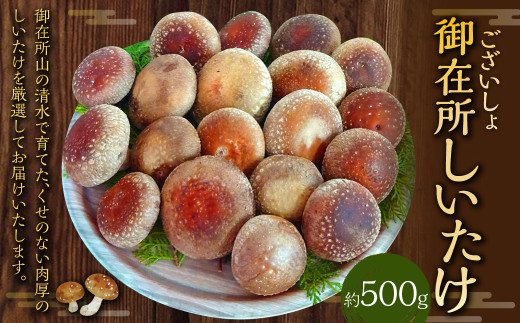 御在所肉厚生しいたけ 約500g 生しいたけ しいたけ 椎茸 シイタケ 肉厚 山菜 お取り寄せ 冷蔵高知県香美市8000野菜・きのこきのこ
