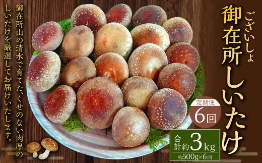 【6回定期便】御在所肉厚生しいたけ 計約3kg 1回あたり約500g(計6回) 生しいたけ しいたけ 椎茸 シイタケ 肉厚 山菜 お取り寄せ 冷蔵高知県香美市45000野菜・きのこきのこ