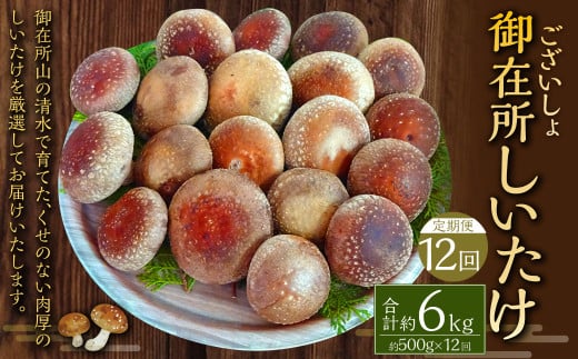 【12回定期便】御在所肉厚生しいたけ 計約6kg 1回あたり約500g(計12回) 生しいたけ しいたけ 椎茸 シイタケ 肉厚 山菜 お取り寄せ 冷蔵高知県香美市90000野菜・きのこきのこ