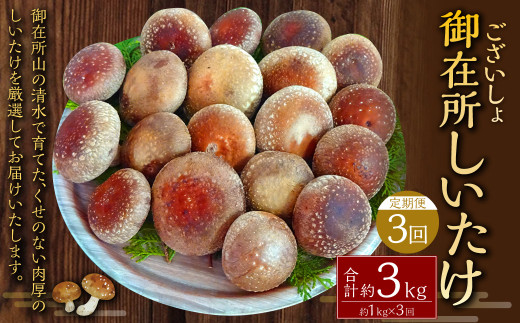 【3回定期便】御在所肉厚生しいたけ 計約3kg 1回あたり約1kg(計3回) 生しいたけ しいたけ 椎茸 シイタケ 肉厚 山菜 お取り寄せ 冷蔵高知県香美市35000野菜・きのこきのこ