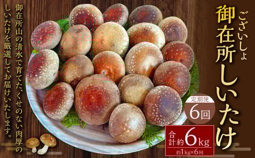【6回定期便】御在所肉厚生しいたけ 計約6kg 1回あたり約1kg(計6回) 生しいたけ しいたけ 椎茸 シイタケ 肉厚 山菜 お取り寄せ 冷蔵高知県香美市72000野菜・きのこきのこ