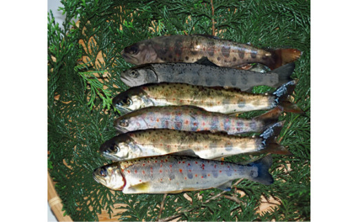 107003 奈半利川の天然アメゴ 4尾 アウトドア アメゴ アマゴ 魚 魚介 川魚 塩焼き 子供 あまご あめご 冷凍 奈半利川/高知県 奈半利町高知県奈半利町14000魚介・海産物鮮魚