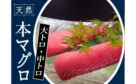104005 本鮪 大トロ180g中トロ200g高知県奈半利町39000魚介・海産物鮮魚