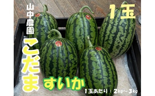 103003 山中農園 小玉すいか1玉 【10月中旬〜11月発送】高知県 奈半利町  果物 フルーツ すいか スイカ 西瓜 小玉 こだま 季節限定 甘い 山中農園 人気 1玉 2玉 3玉 選べる 秋 春 朝採れ高知